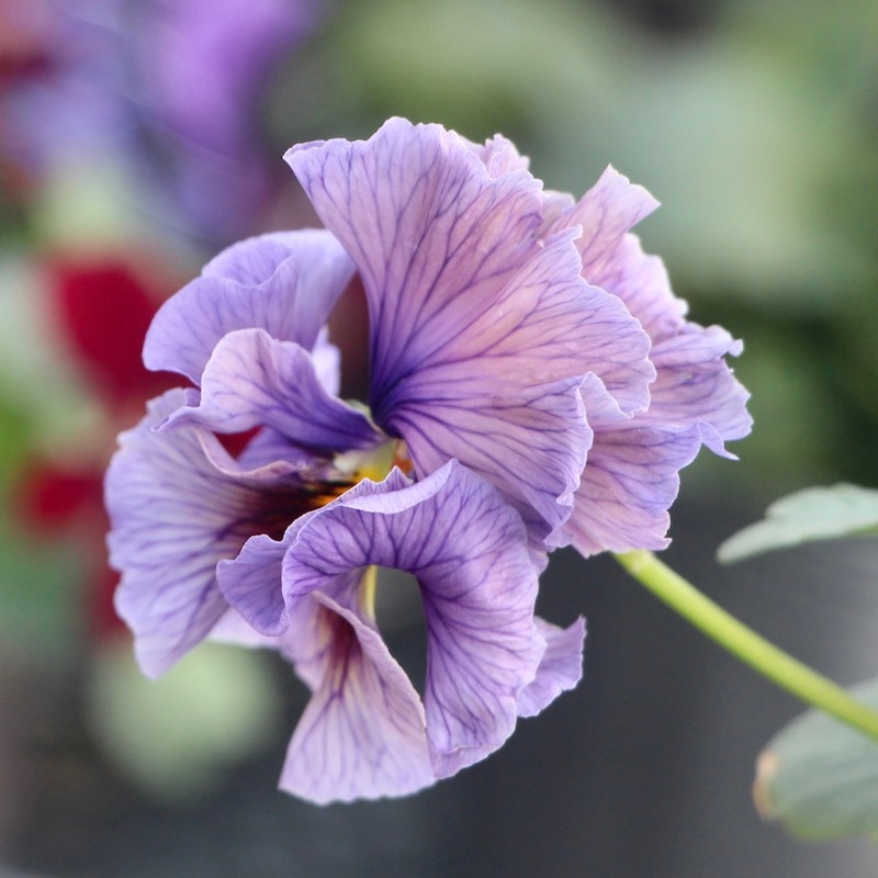 現品!!コウロギさん育種ビオラ「NOBUKOセレクション」＜21-36＞(3.5号ポット)