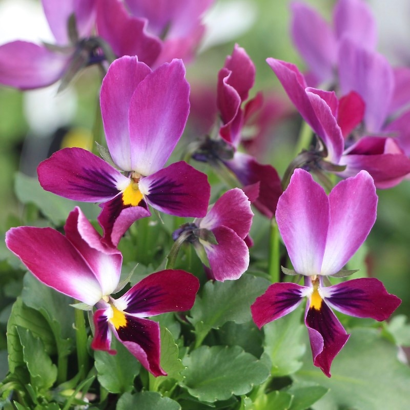 現品!!コウロギさん育種ビオラ「NOBUKOセレクション」＜21-37＞(3.5号ポット)