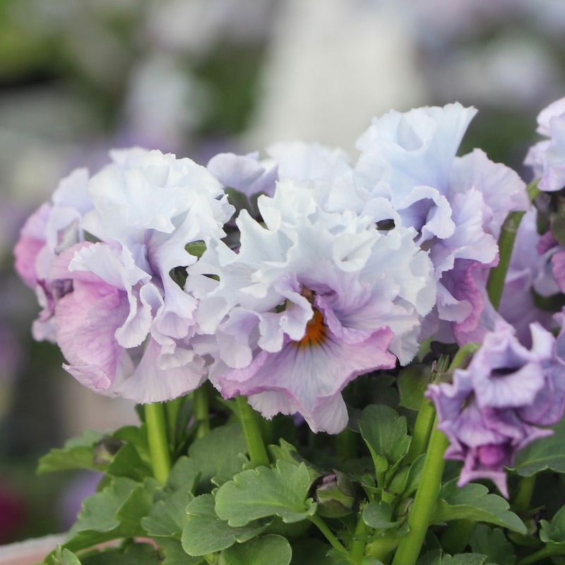 コウロギさん育種ビオラ「NOBUKOセレクション★プチフリル」＜21-38＞(3.5号ポット)