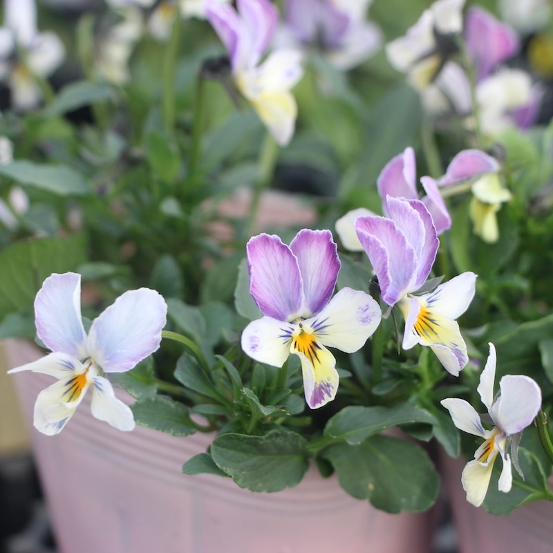 コウロギさん育種ビオラ「NOBUKOセレクション」＜21-39＞(3.5号ポット)