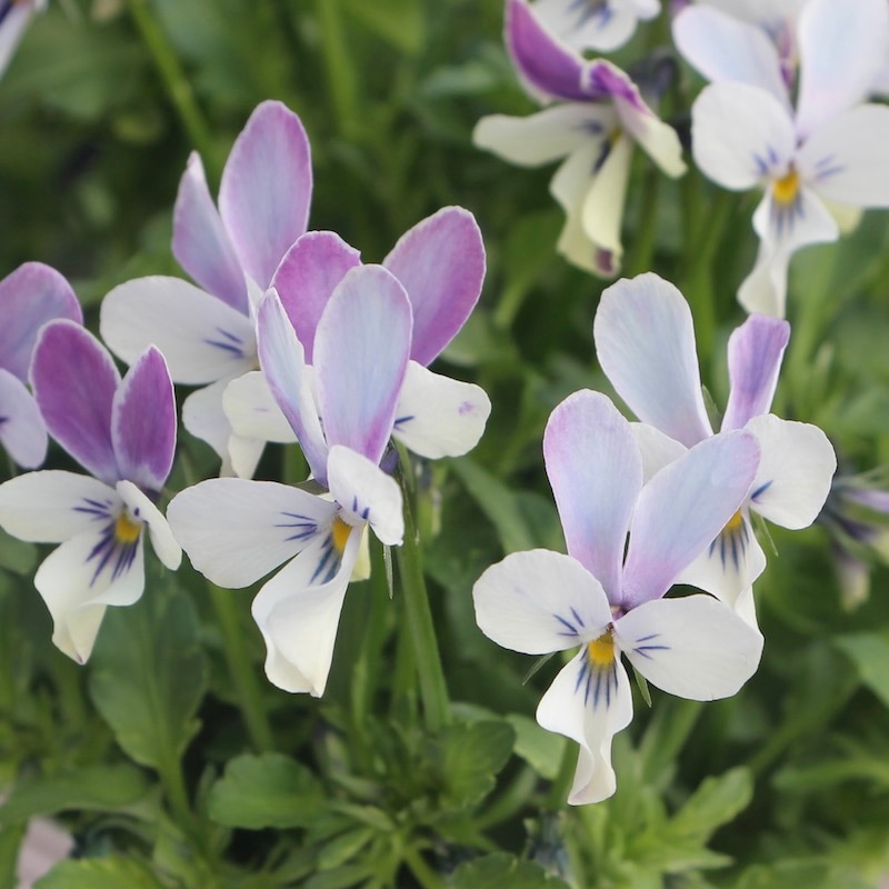 現品!!コウロギさん育種ビオラ「NOBUKOセレクション」＜21-40＞