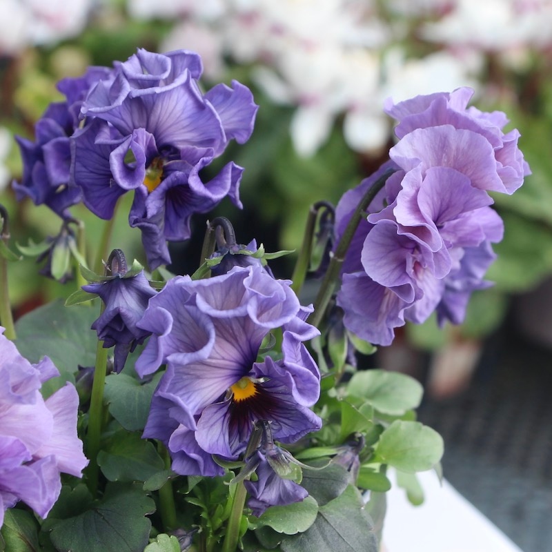 現品!!コウロギさん育種ビオラ「NOBUKOセレクション」＜21-41＞(3.5号ポット)