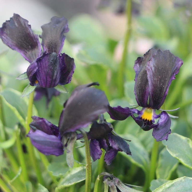 現品!!コウロギさん育種ビオラ「NOBUKOセレクション」＜21-42＞