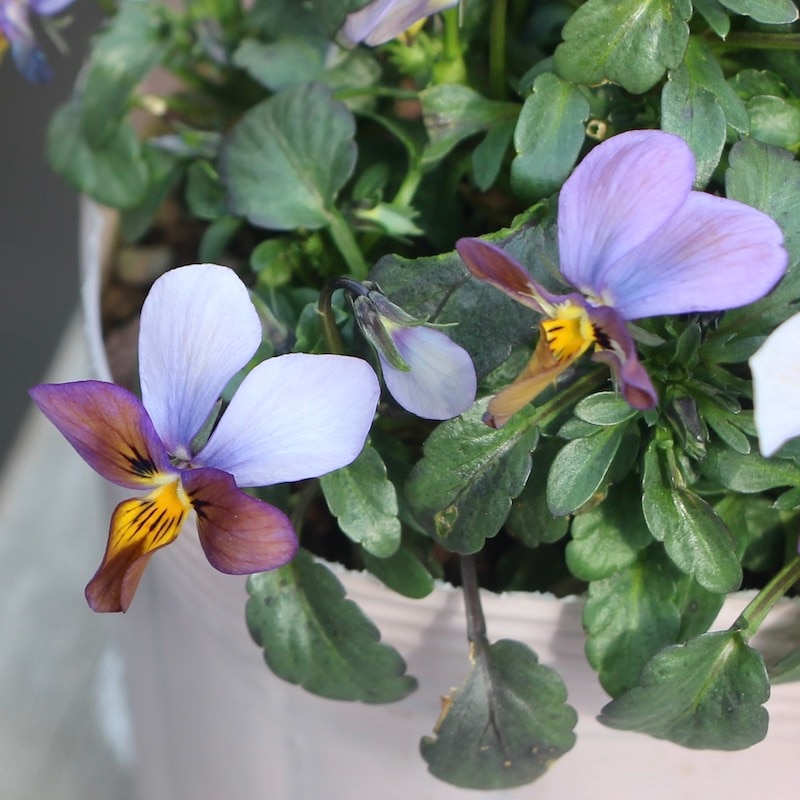 現品!!コウロギさん育種ビオラ「NOBUKOセレクション」＜21-43＞(3.5号ポット)