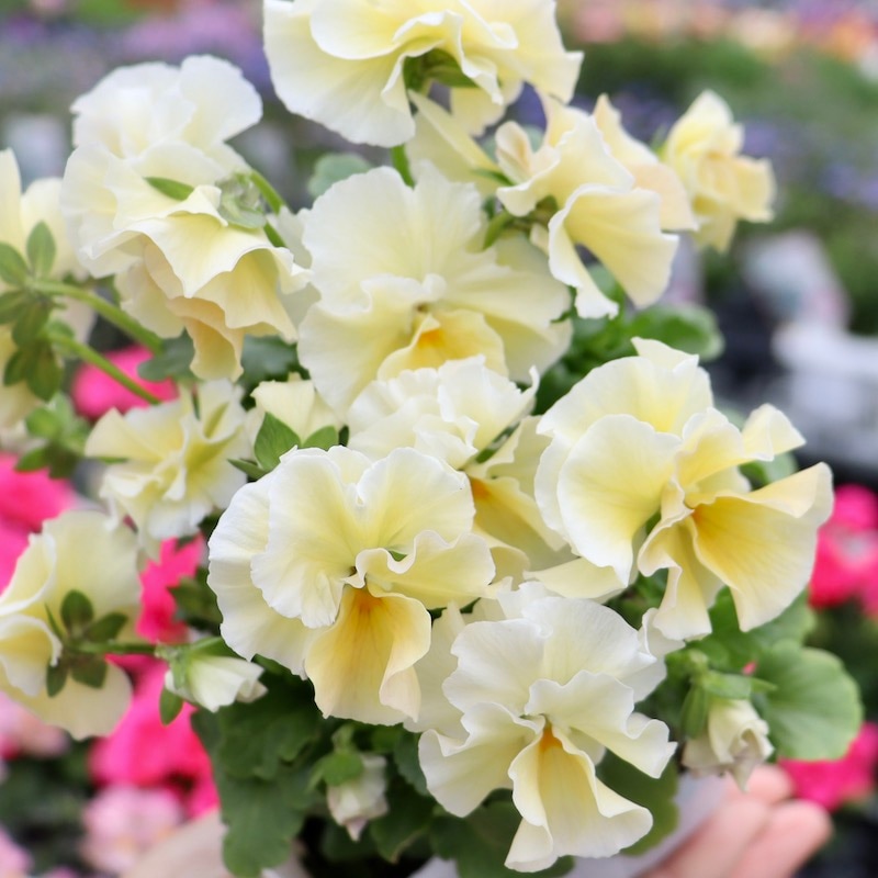 画像の現品!!うえたビオラ「シフォンピーチ」10番