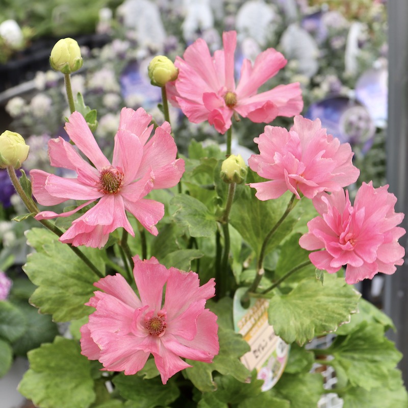 画像の現品!! 【5号鉢】綾園芸さんのラナンキュラス「セイレン