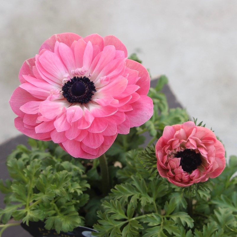 2年生株のプレミアム八重咲きアネモネ・ポルトダブル「ピンク」5番(3.5号ロング)