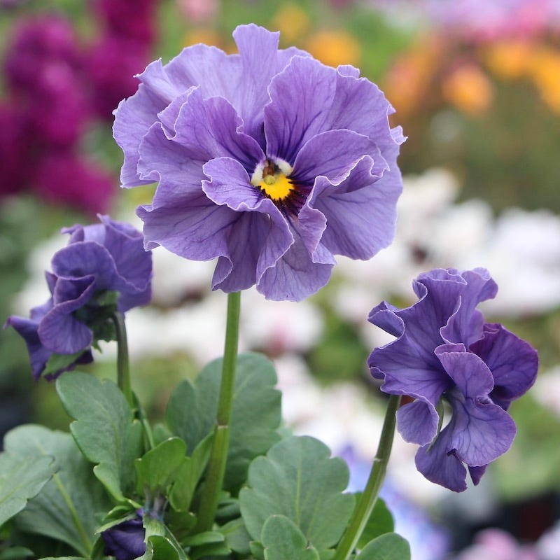 現品!!コウロギさん育種ビオラ「NOBUKOセレクション」＜21-45＞(3.5号ポット)