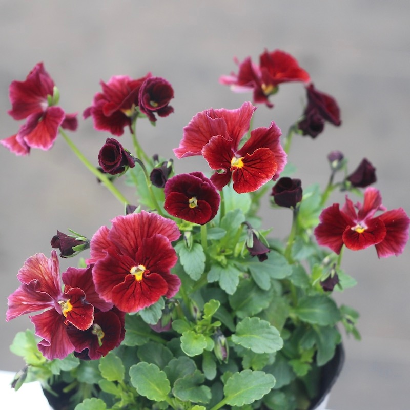 現品1点限り!!うえたビオラ「キューティーベイン」<21番>(3.5号ポット)