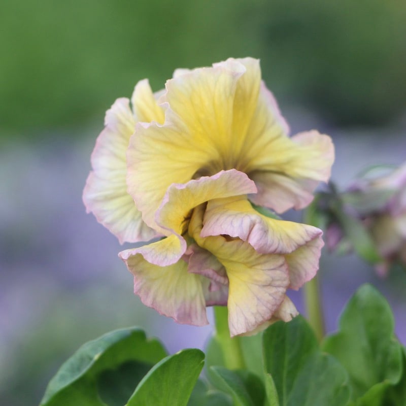 現品!!コウロギさん育種ビオラ「NOBUKOセレクション」＜21-46＞(3.5号ポット)