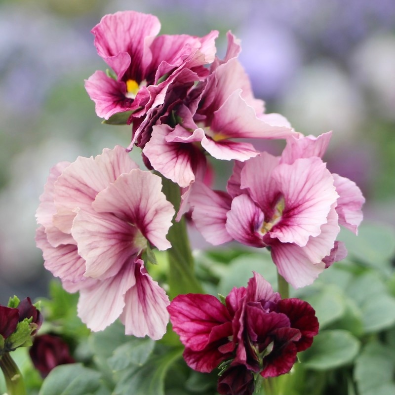 うえたビオラ「キューティーベイン」<20番>(3.5号ポット)