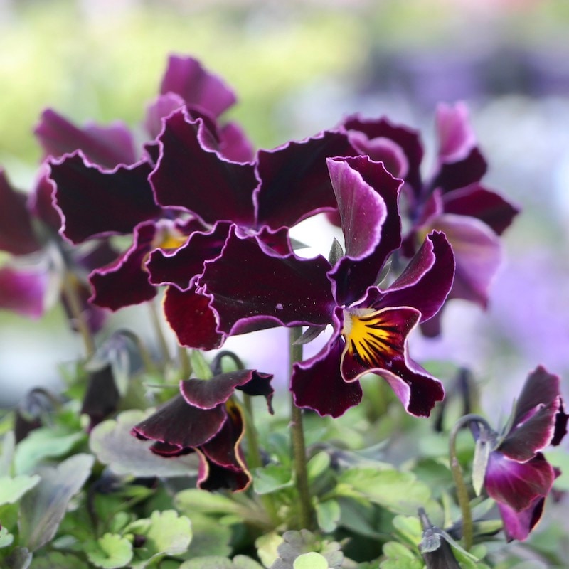 うえたビオラ「フェアリーフェネック」6番(3.5号ポット)