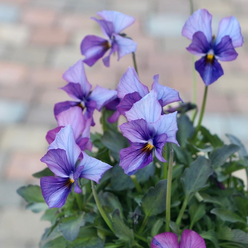 現品1株限り!!吉村さんのビオラ「ブローインフィールド」＜17番＞21年度