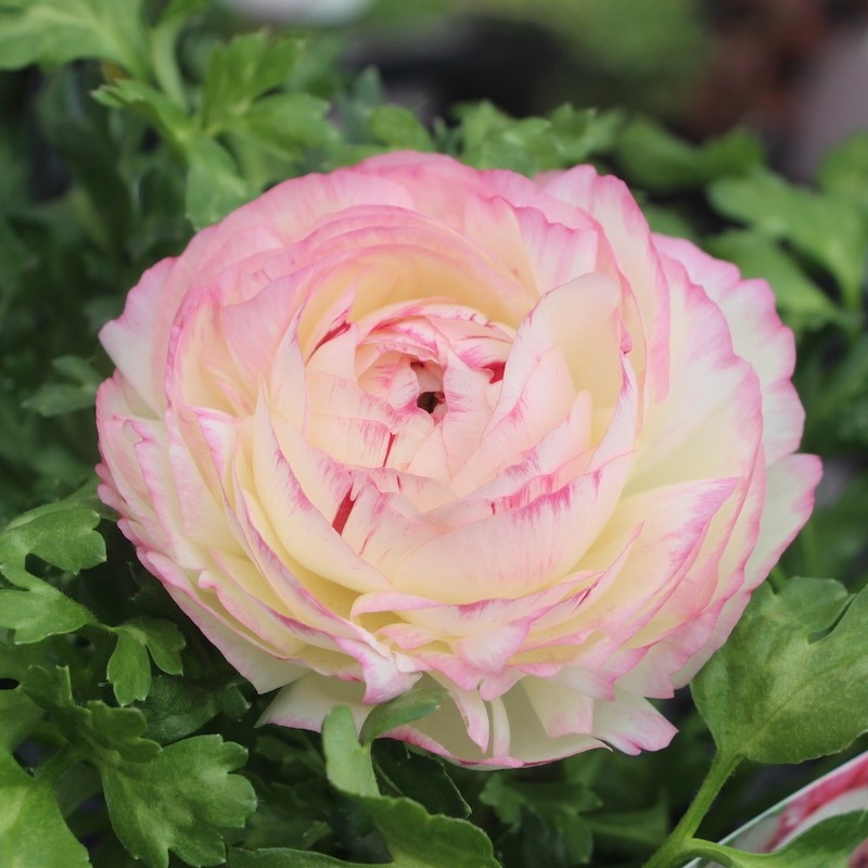 ラナンキュラス「マシェ」22-01番(3.5号ポット)