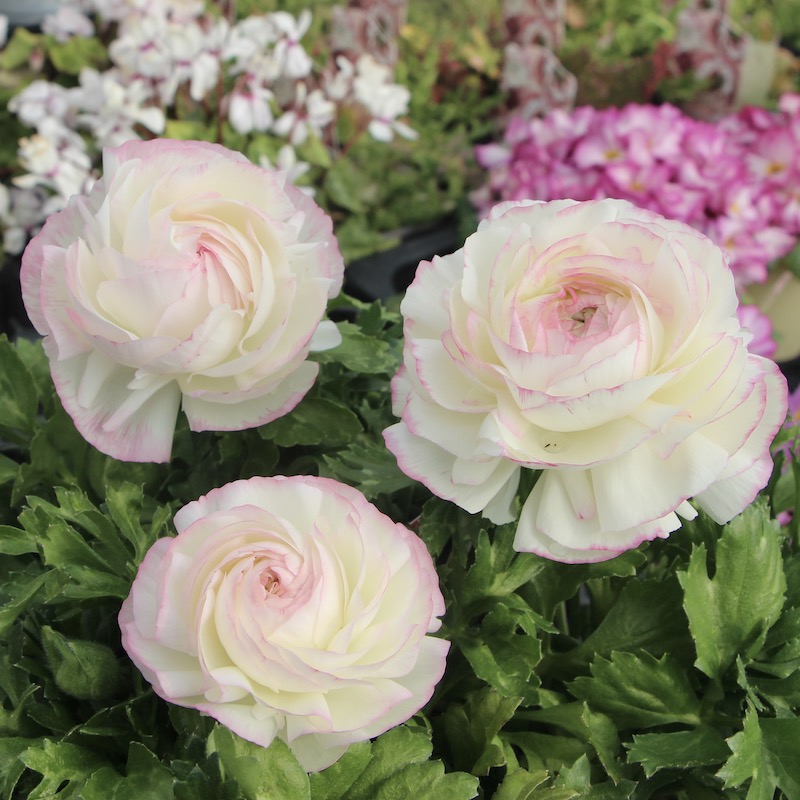 ラナンキュラス「マシェ」22-03番(3.5号ポット)