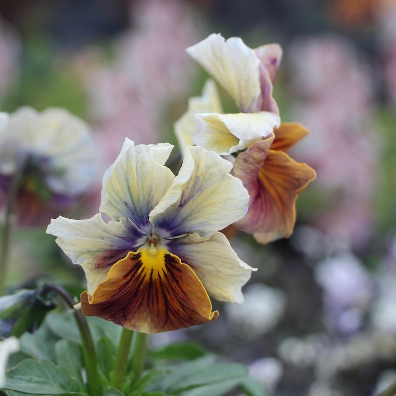 画像で色を選べる!!うえたパンジー「マシェリマダム」＜16番＞