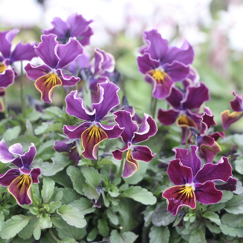 画像で花弁の色・形を選べる!!うえたビオラ「フェアリーフェネック」7番