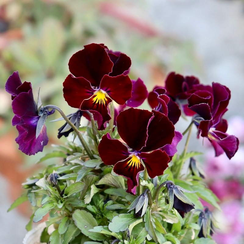 画像で花弁の色・形を選べる!!うえたビオラ「フェアリーフェネック」8番