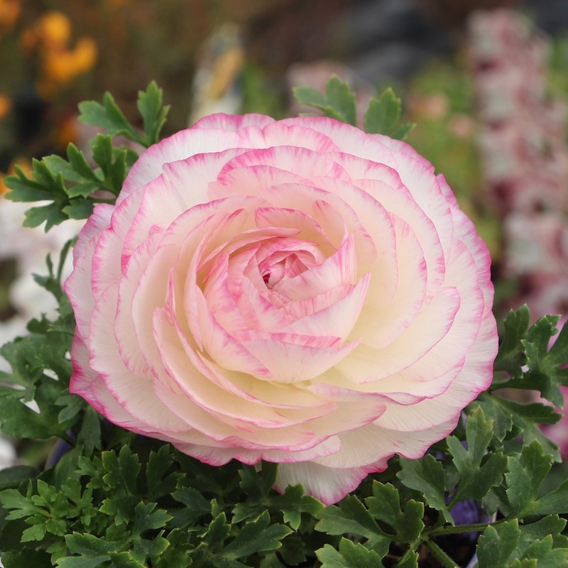 ラナンキュラス「マシェ」22-05番(3.5号ポット)