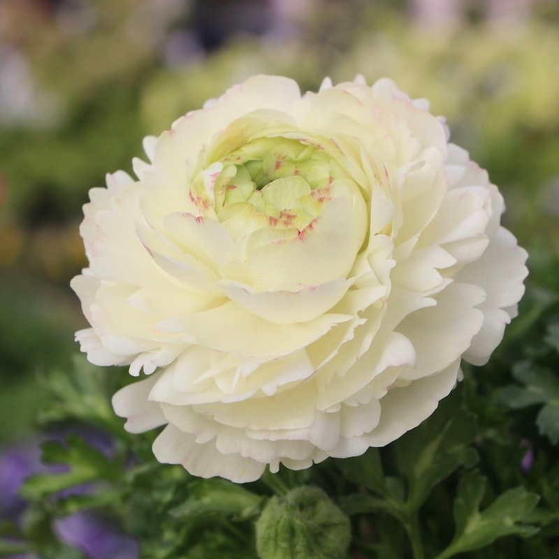 画像の現品!!ラナンキュラス「マシェ」22-06番(3.5号ポット)