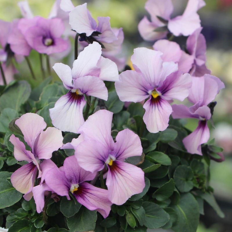 画像で花の色・形を選べる!!うえたビオラ「パピヨンワールド」280番