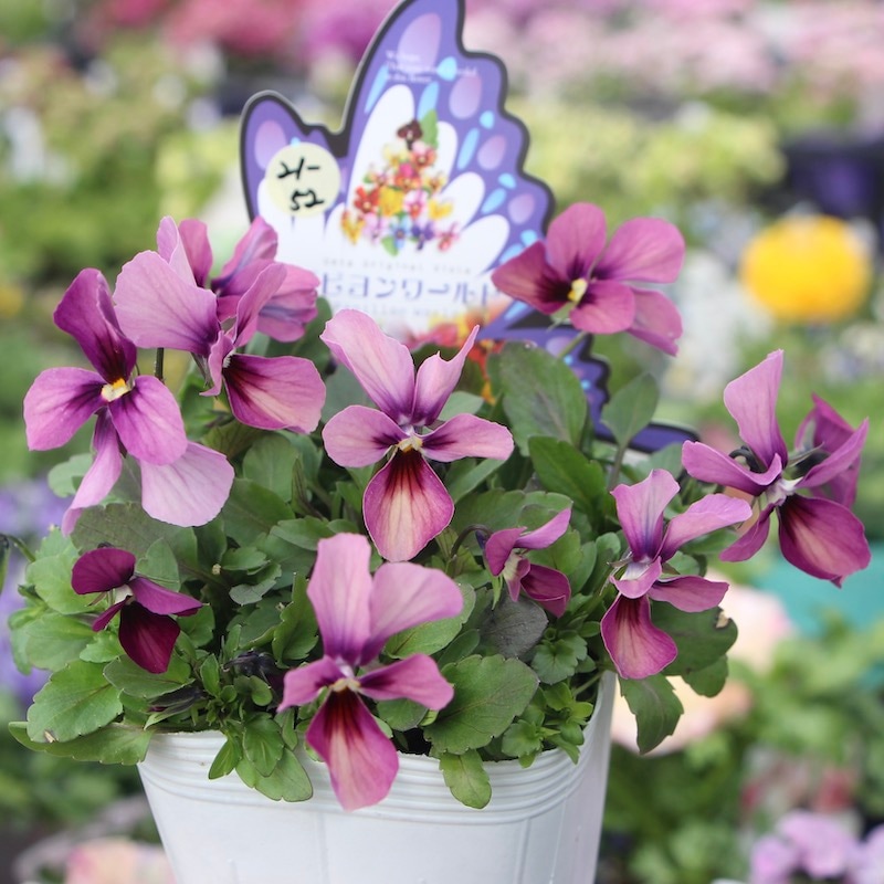 画像の現品1株限り!!うえたビオラ「パピヨンワールド」21-52番(3.5号ポット)
