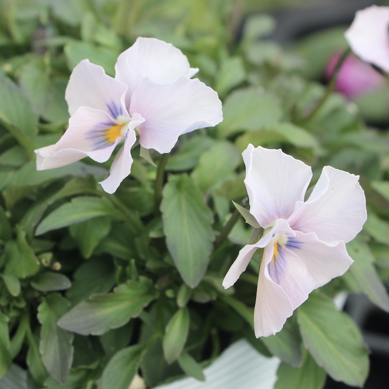 画像の現品1株限り!!うえたビオラ「パピヨンワールド」21-53番(3.5号ポット)