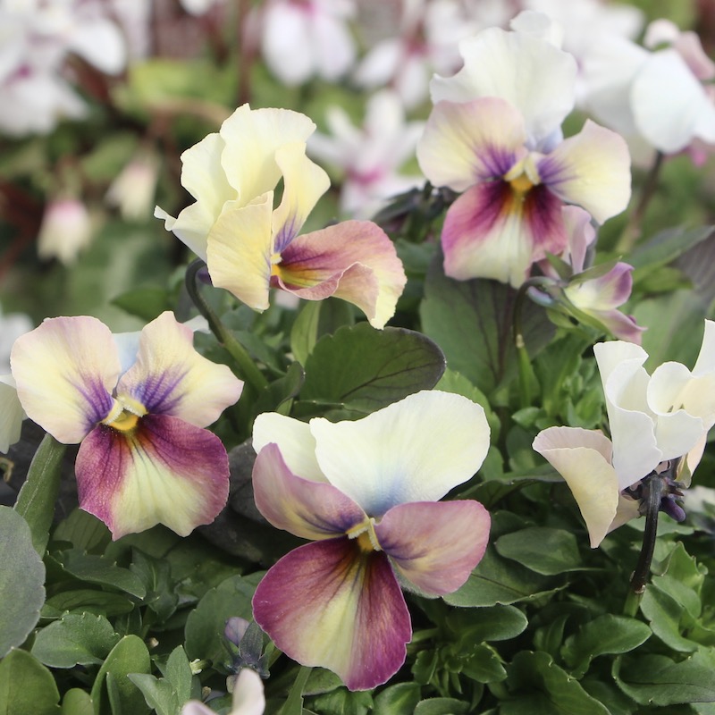 画像で花の色・形を選べる!!うえたビオラ「パピヨンワールド」286番(3.5号ポット)