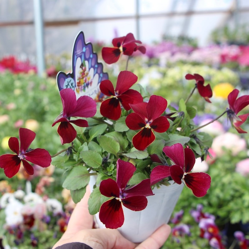 画像で花弁の色・形を選べる!!うえたビオラ「パピヨンワールド」296番