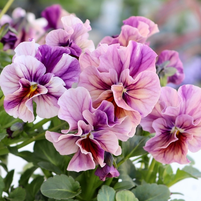 画像で色を選べる!!高知・植田さんのフリル咲きビオラ「マーブル」<43番>