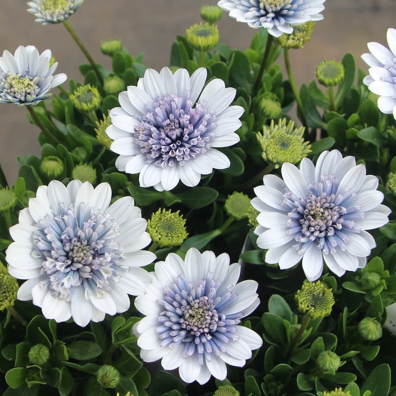 八重咲きオステオスペルマム「シルバーナイト」byゲブラナガトヨ(3.5号ポット)　