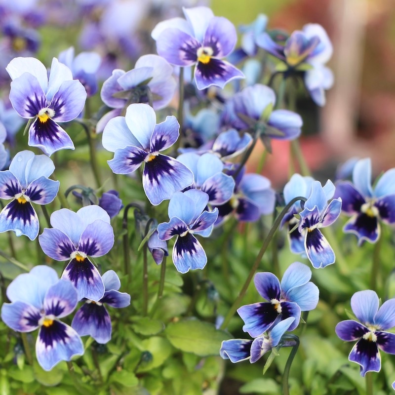 画像の現品!!石川園芸さんの極小輪ビオラ「ぷちぷち」7番