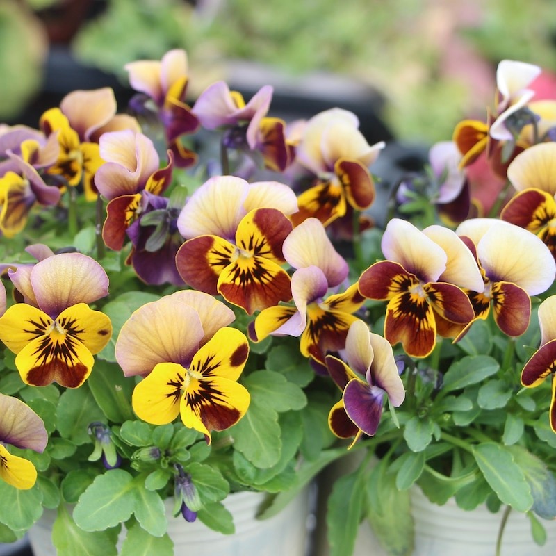 画像の現品!!石川園芸さんの極小輪ビオラ「ぷちぷち」10番