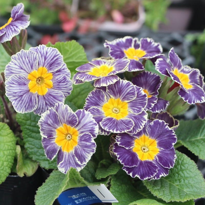 プリムラ・ジュリアン「ディスカバリングストライプ」1番(3.5号ポット)