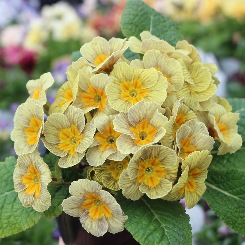 プリムラ・ジュリアン「ディスカバリングストライプ」2番(3.5号ポット)