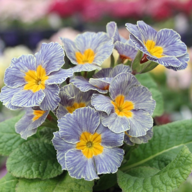 プリムラ・ジュリアン「ディスカバリングストライプ」5番(3.5号ポット)