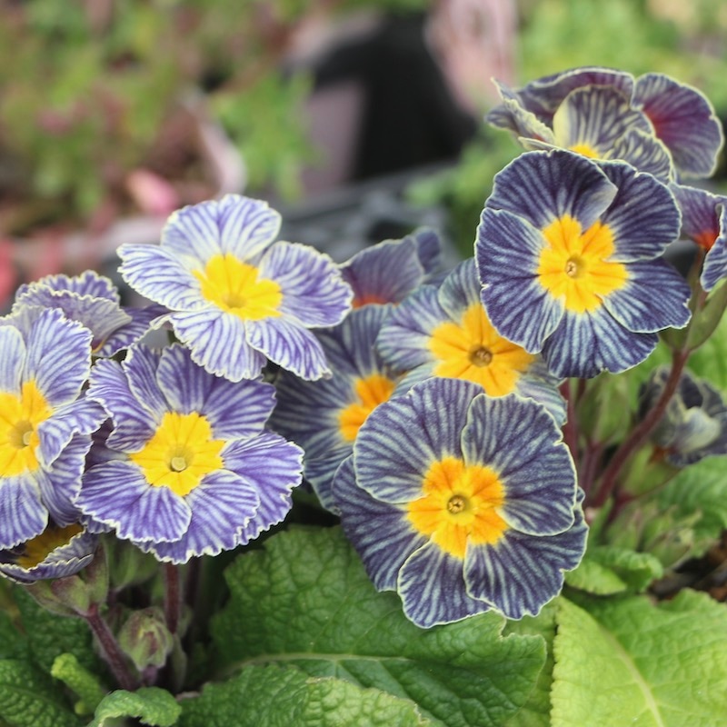 プリムラ・ジュリアン「ディスカバリングストライプ」7番(3.5号ポット)