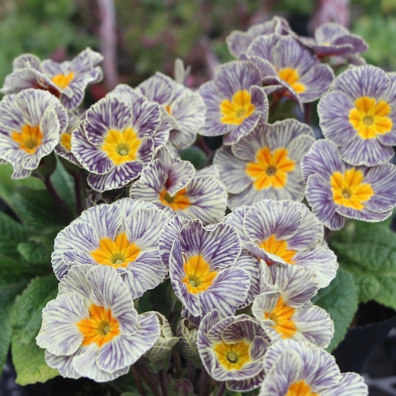 プリムラ・ジュリアン「ディスカバリングストライプ」8番(3.5号ポット)