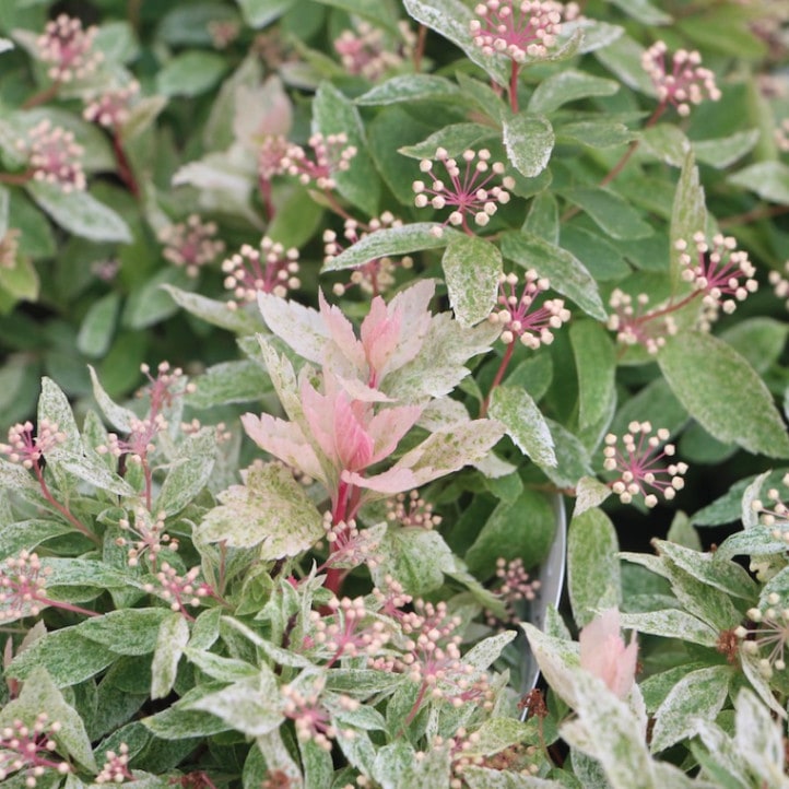 斑入りコデマリ「桜でまり(ピンクアイス)」(3号ロングポット)