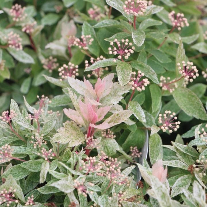 葉も美しい斑入りコデマリ「桜でまり(ピンクアイス)」(3号ロングポット)