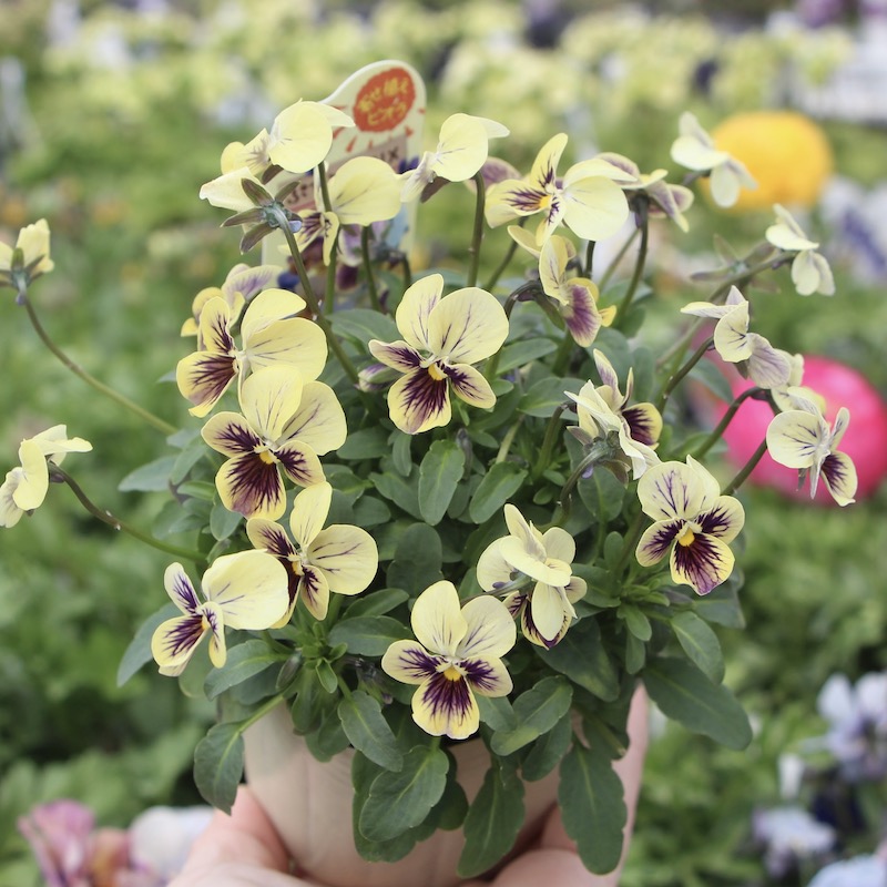 画像の現品1株限り!!石川園芸さんの極小輪ビオラ「ぷちぷち」18番