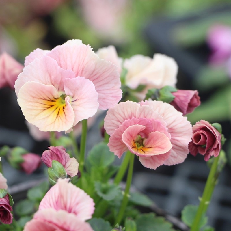 現品1点限り!!うえたビオラ「キューティーベイン」<22番>(3.5号ポット)