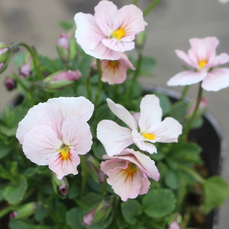 現品1点限り!!うえたビオラ「キューティーベイン」<23番>(3.5号ポット)