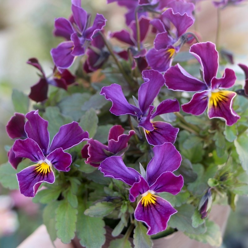 現品1株限り!!うえたビオラ「フェアリーフェネック」9番(3.5号ポット)