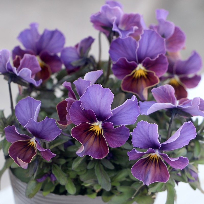 現品1株限り!!うえたビオラ「フェアリーフェネック」10番(3.5号ポット)