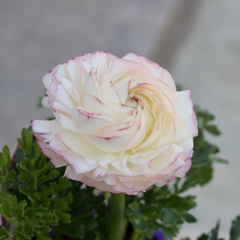 現品1株限り!!ラナンキュラス「マシェ」22-08番(3.5号ポット)