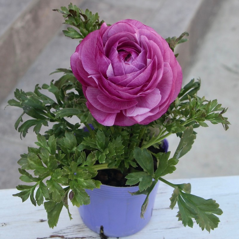 ラナンキュラ様 リクエスト 10点 まとめ商品 ラナンキュラ様 リクエスト 10点 まとめ商品 様 リクエスト 2点