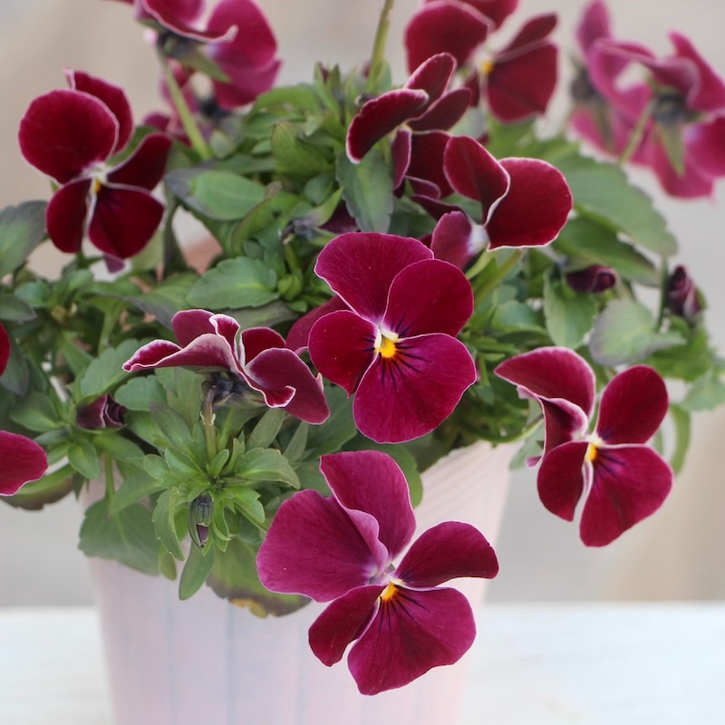 赤褐色 ビオラ本体 赤褐色 ビオラ本体 赤褐色 ビオラ本体 ビオラ | 製品情報 | 鈴木