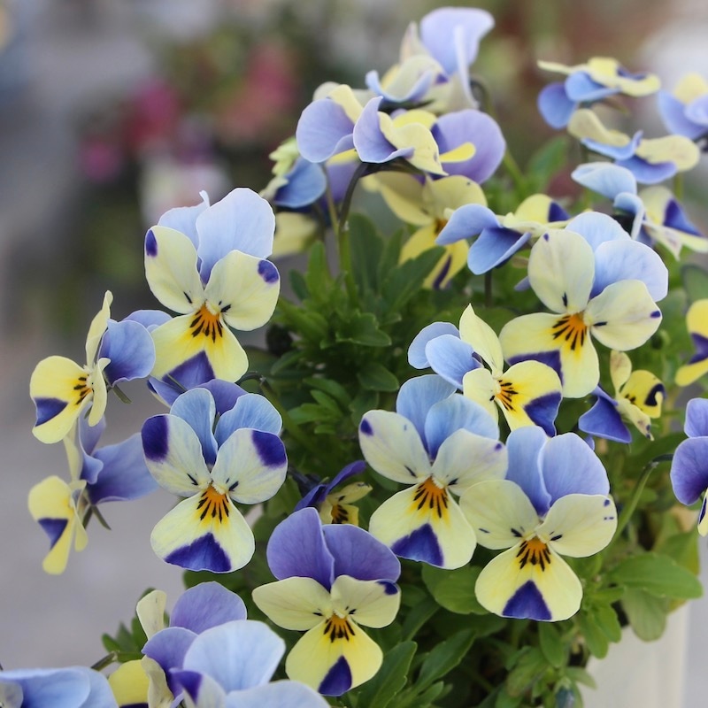 【新品】小さいビオラセット①　383ｍｍ 楽天市場】ヴィオラ（ビオラ｜弦楽器）：楽器・音響機器の通販