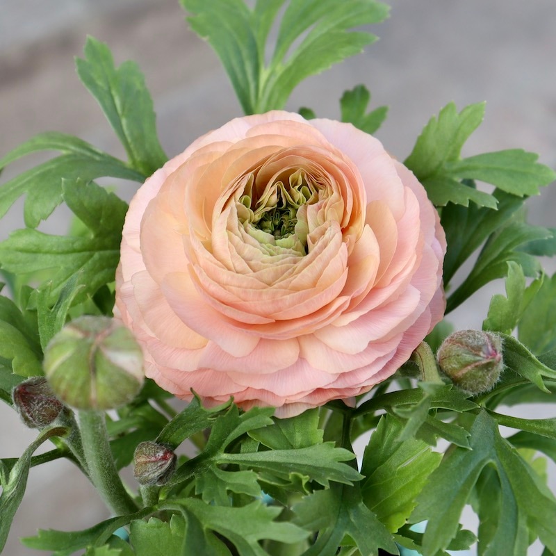 画像の現品!! うえたオリジナル・ラナンキュラス「エトワール」24-01番